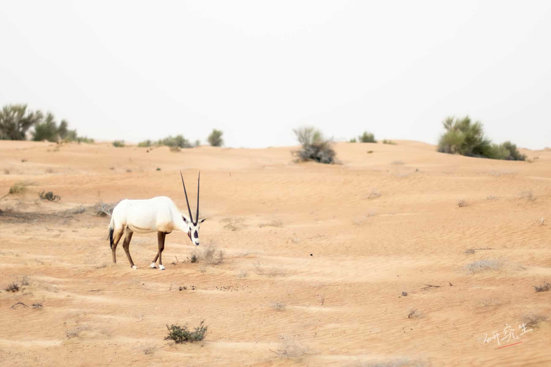 Al Maha 就是他/ Al Maha 沙漠羚羊飯店